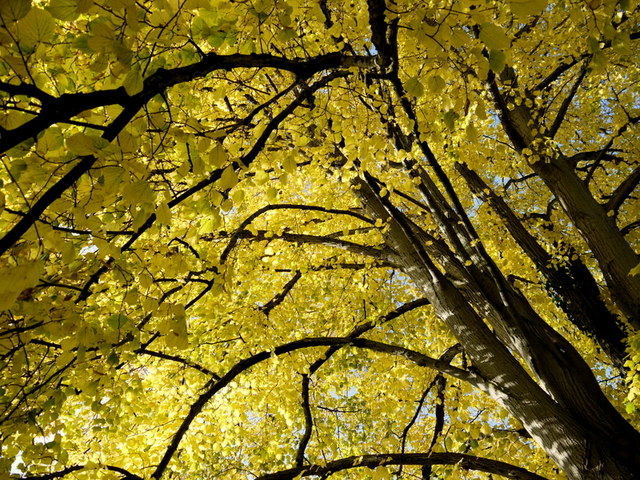 Lime or Linden Tree © Jonathan Billinger :: Geograph Britain and Ireland