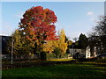 Norway Maple by Alton Street Surgery