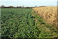 Footpath to Hillfoot Farm