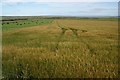 Barley field below Redland