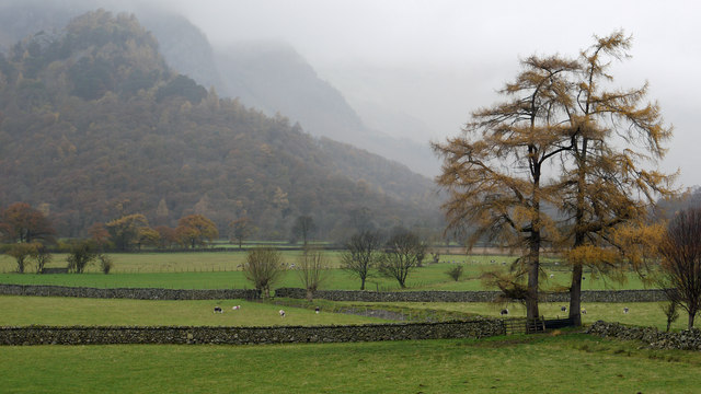 Fields and larch trees near Castle Crag