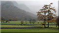 NY2515 : Fields and larch trees near Castle Crag by Trevor Littlewood
