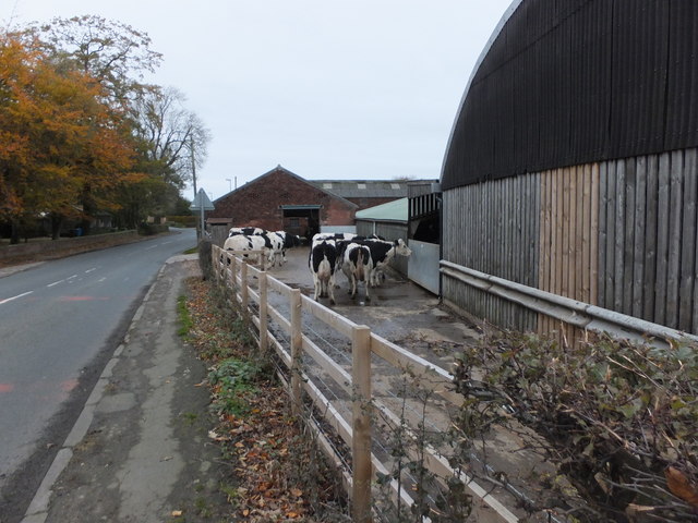 Dairy cattle at Fox Lane Ends Farms © Barbara Carr :: Geograph Britain ...