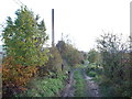 Track leading towards Botany Marsh