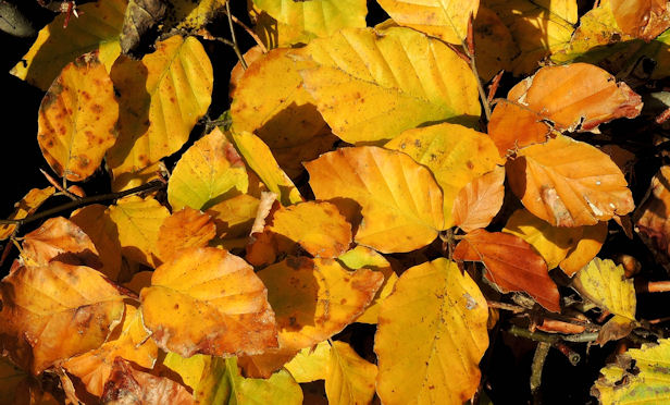 Autumn beech leaves, Belfast