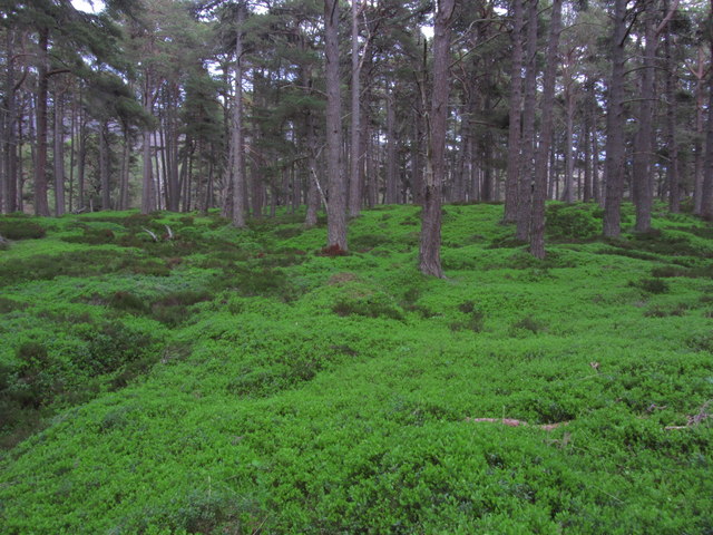 Forest carpet, Glen Quoich, Deeside