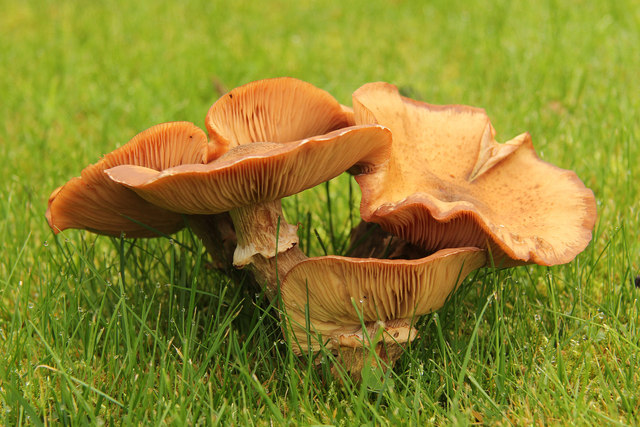 Jack O Lantern Mushroom C Richard Croft Cc By Sa 2 0 Geograph Britain And Ireland