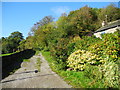 Track to Great Wood Local Nature Reserve