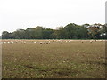 TF7702 : Farmland near Gooderstone by David Purchase