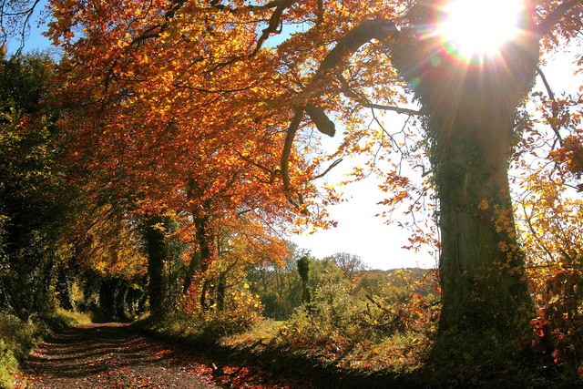 Autumnal colours near the ruined New Farm