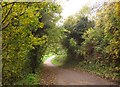 Path, Manor Woods Valley