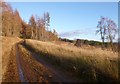 NH4636 : Track in Boblainy Forest by Craig Wallace