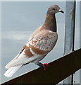 SO8263 : Homing pigeon on a landing stage by Mat Fascione
