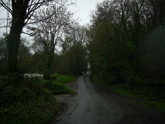Tree-lined road to Llanychaer