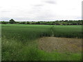 Field path running SE from Cowcroft Wood, Botley