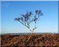 SK2766 : Weatherbeaten tree above Fallinge Edge by Neil Theasby