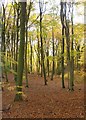 Beech woodland, Hollowhill Wood, November (2)