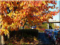 Autumn colours along Meridian East