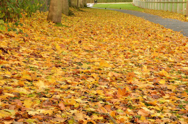 Autumn leaves, Dundonald