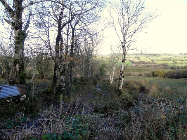 Copse, Lettercarn © Kenneth Allen :: Geograph Ireland