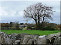 Tree on a field boundary, Rhos Isaf