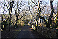 Trees along the drive to Helendale House, Lerwick