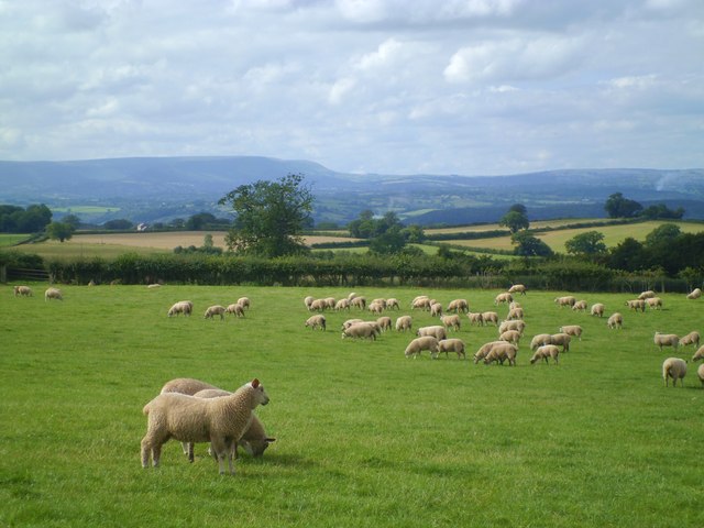 Sheep pasture at Merryview © Gordon Hatton :: Geograph Britain and Ireland