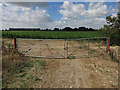 Maize crop at Delph Farm