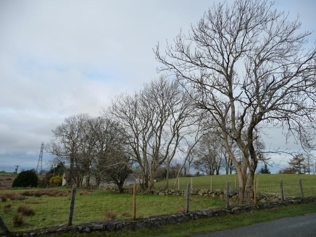 Trees along a field boundary