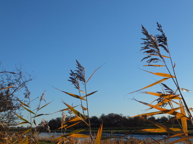 Water reed beside the Wyre
