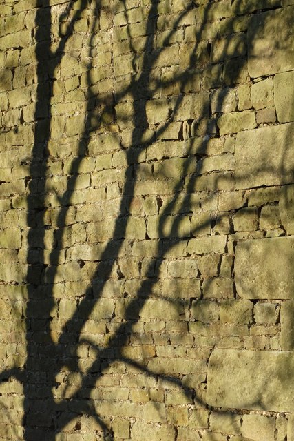 Tree shadow on a barn wall