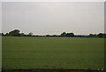 TL4910 : Wheat field by the M11 by N Chadwick