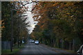 Cold late November in Humberston Avenue