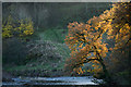 NZ0120 : Autumnal trees above River Tees by Trevor Littlewood