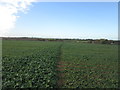 Footpath towards Fish Pond Lane