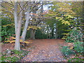 Path in Perry Wood