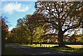 Oaks at the western end of the Avenue of Oaks, Bucklebury Common, Berkshire