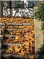 Leaves at Torbay Foyer