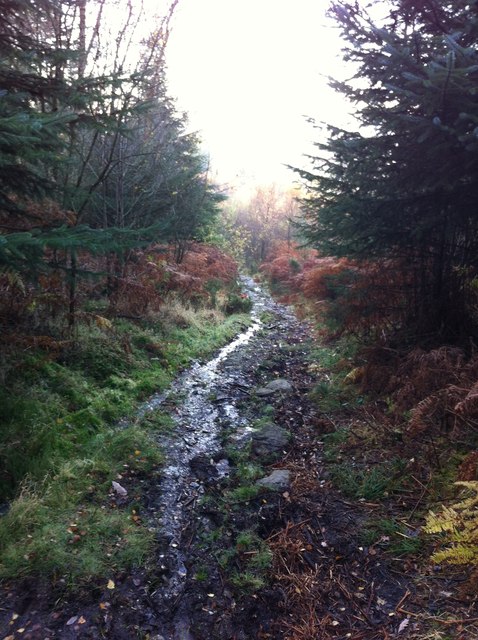 Footpath in Cynwyd Forest near Corwen, Denbighshire