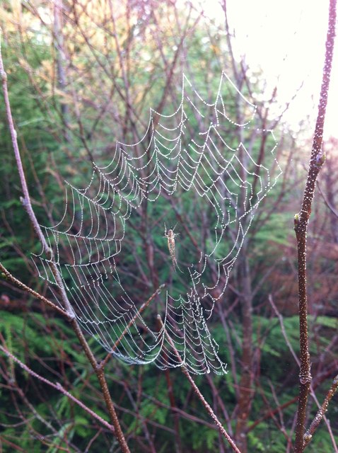Spider's web in Cynwyd Forest, Corwen, Denbighshire