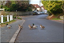 SU7320 : Ducks crossing! by David Martin