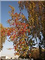 Rowan berries, Newton Abbot