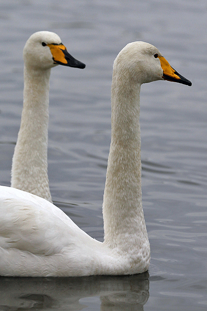 Whooper Swans at Caerlaverock Wetland Centre