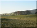 Grazing sheep, Carnbo