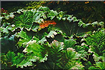 L9884 : Westport House Grounds - Plants with Huge Leaves by Joseph Mischyshyn