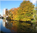 Autumn colour by the canal, Alperton