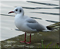 Black-headed gull