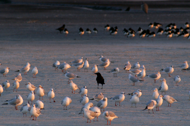 Birds on Musselburgh Lagoons
