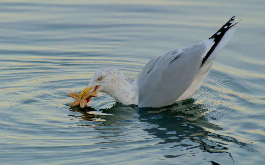 Herring Gull (Larus argentatus), eating... © Mike Pennington cc-by-sa/2 ...