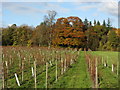 Vineyard at Dorking